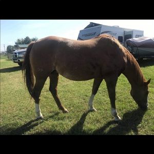 Meet your Posher, Shilo